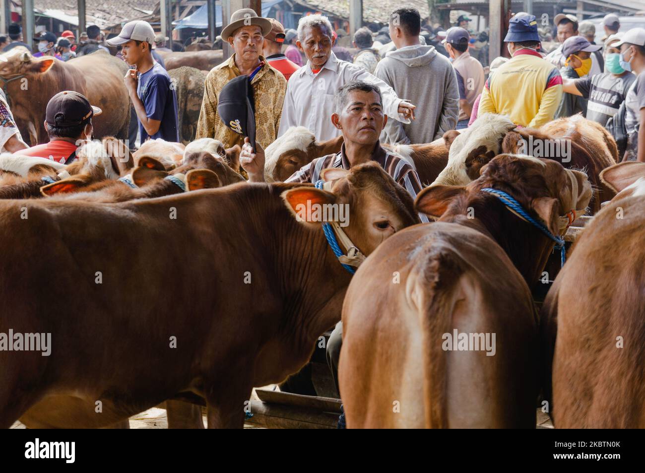 Am 16. Juli 2020 warten eine Reihe von Kuhzüchtern auf die Käufer auf dem Pon-Tiermarkt, Semarang Regency, Zentraljava, Indonesien. Vor der Feier von Eid al-Adha, die von Muslimen gefeiert wird, begannen eine Reihe von Züchtern, ihre Kühe zu verkaufen. (Foto von Galih Yoga/NurPhoto) Stockfoto