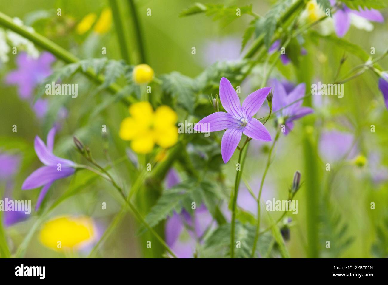 Wunderschöne violette verstreute Glockenblume, Campanula patula inmitten anderer blühender Wildblumen auf einer sommerlichen Wiese in Estland, Nordeuropa Stockfoto