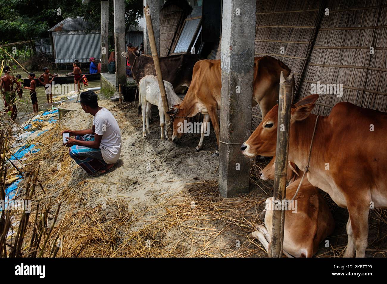Menschen und Rinder werden am Samstag, dem 18. Juli 2020, in einer Schule untergebracht, als sich die Flut im Gebiet von Jatrapur in Kurigram, Bangladesch, ereignete. (Foto von Syed Mahamudur Rahman/NurPhoto) Stockfoto