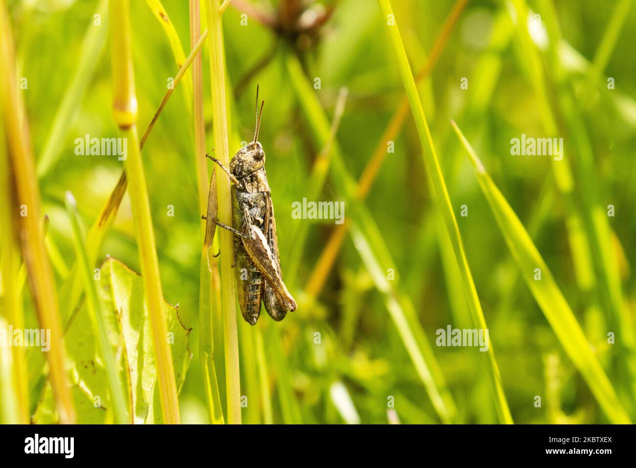Ein kleiner Grashüpfer hält auf einem Heustroh auf einer sommerlichen trockenen Wiese in Estland, Nordeuropa Stockfoto