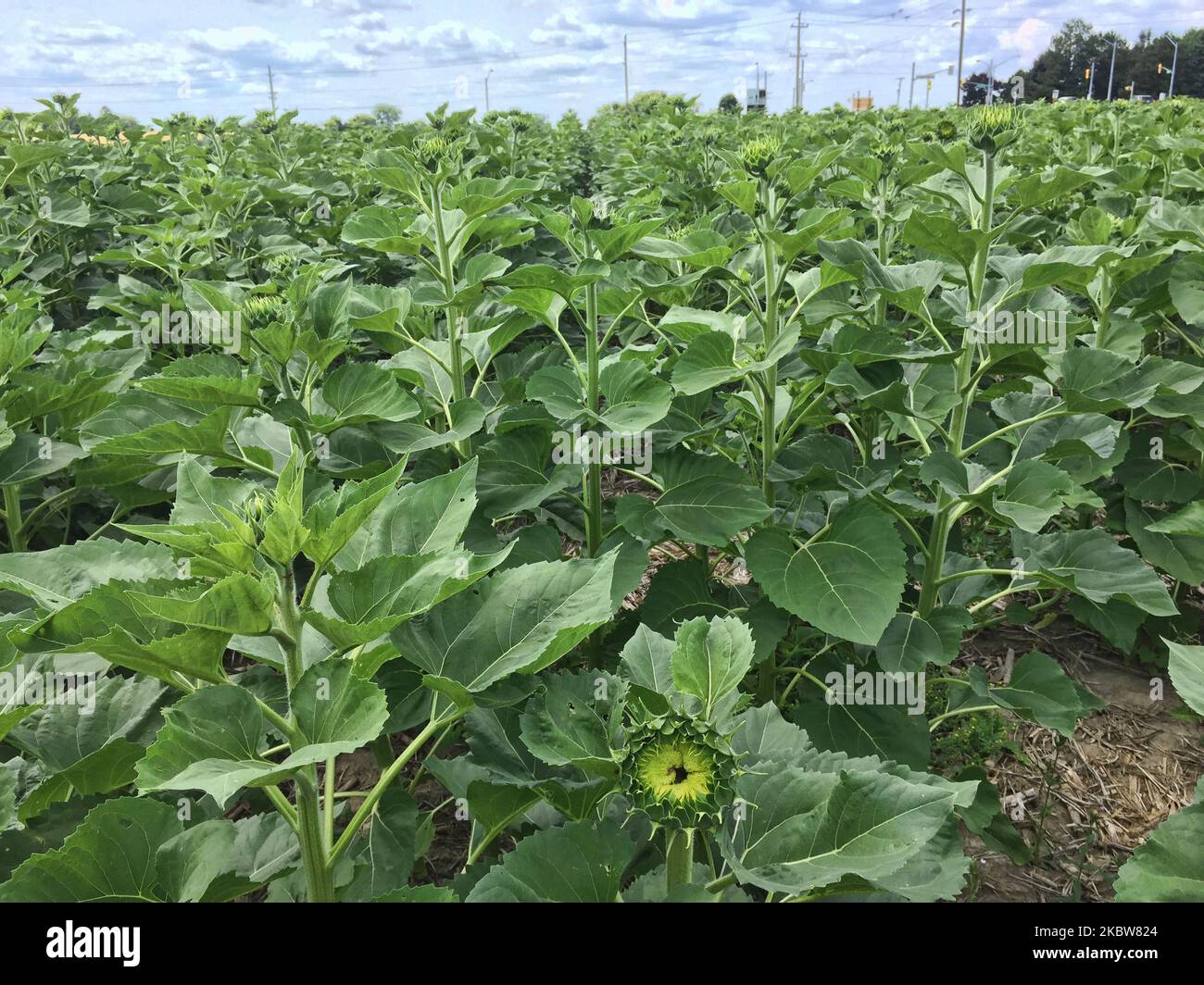 Sonnenblumenfeld auf einer Farm in Whitchurch-Stouffville, Ontario, Kanada, am 25. Juli 2020. (Foto von Creative Touch Imaging Ltd./NurPhoto) Stockfoto