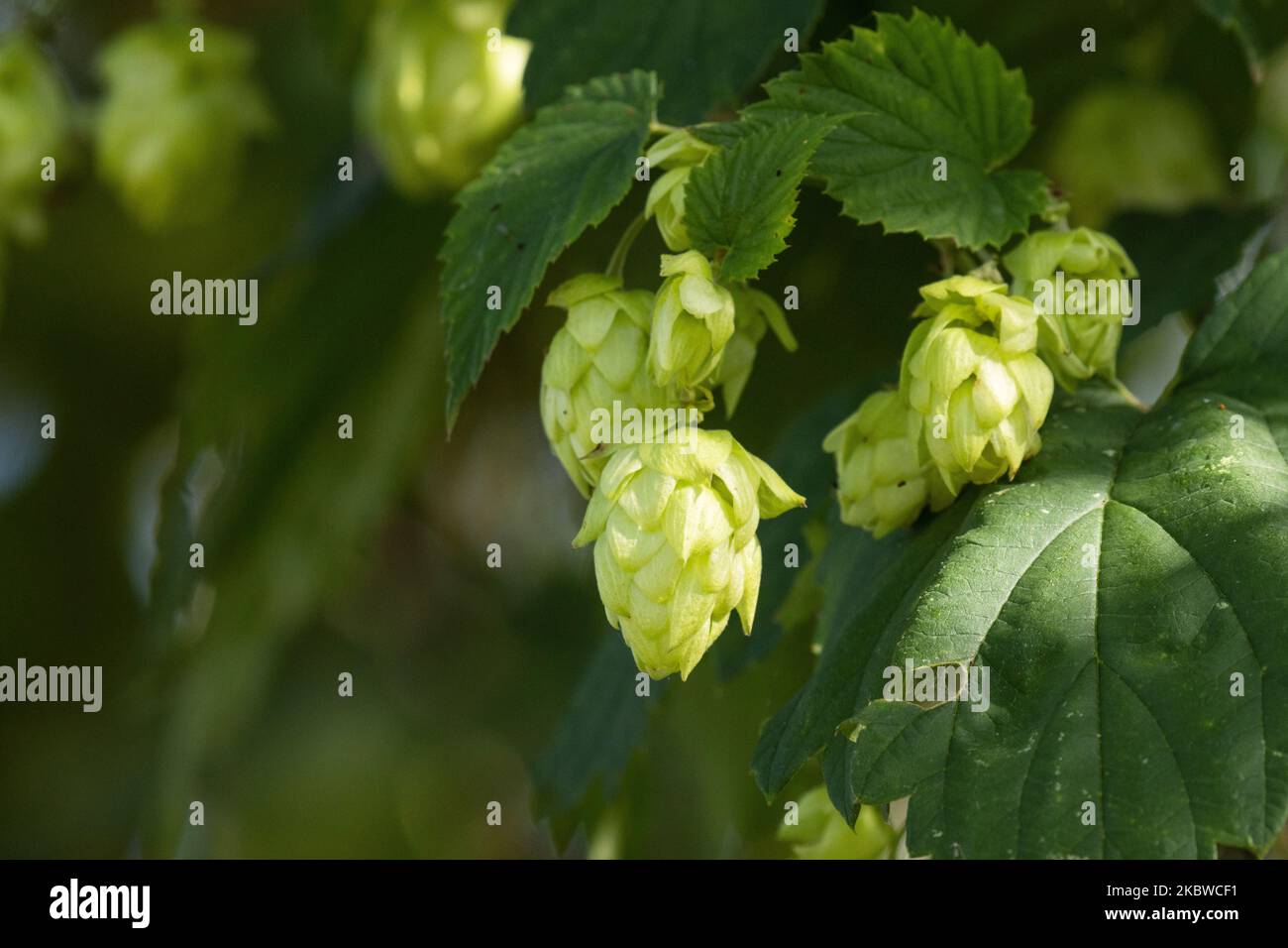 Nahaufnahme von kegelförmigen Blüten, bekannt als Hopfen des Gemeinen Hopfens, Humulus lupulus in Estland, Nordeuropa. Stockfoto