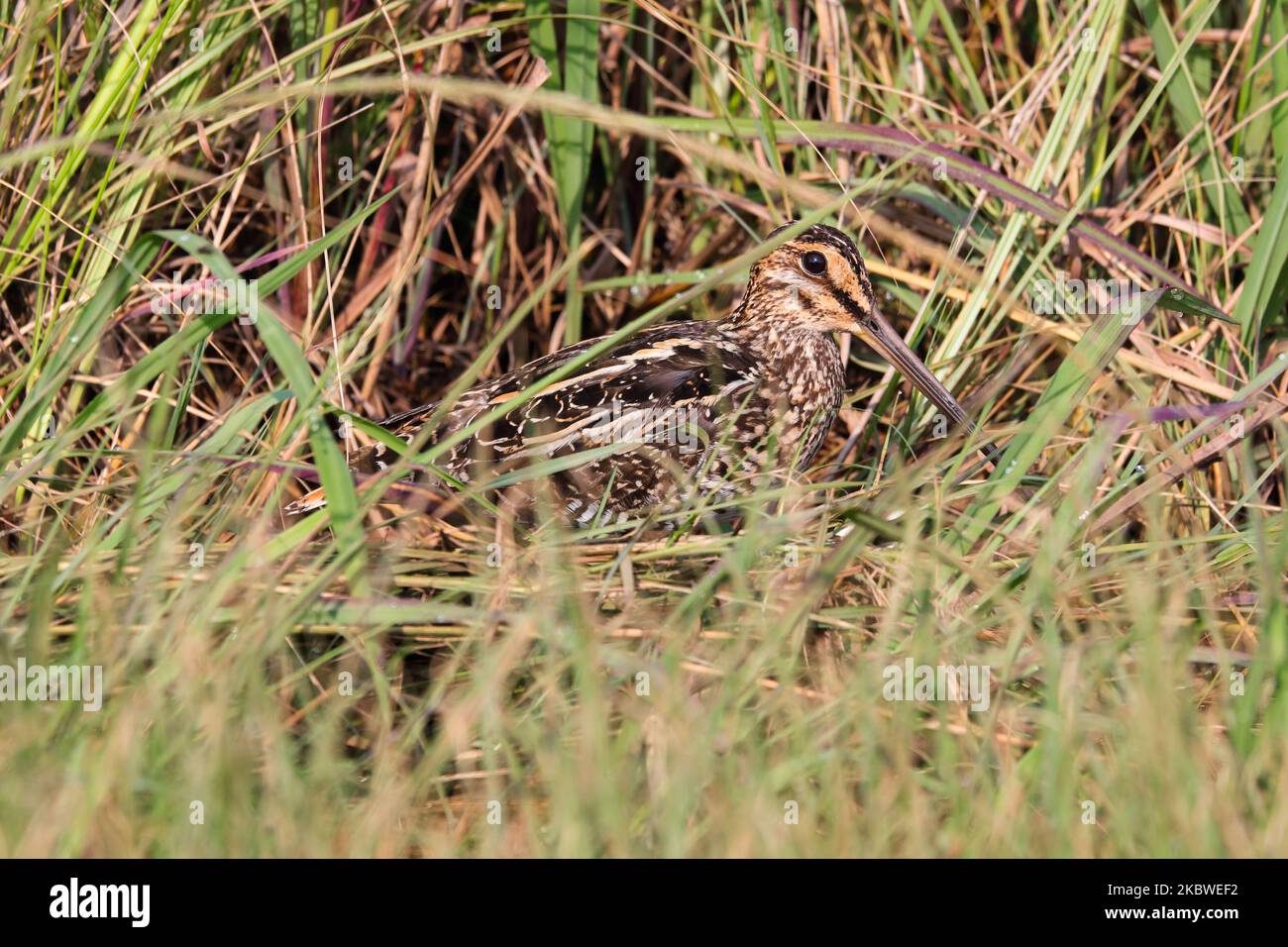Afrikanische Schnepfenvögel im Feuchtgebiet Gras versteckt (Gallinago nigripennis) Stockfoto