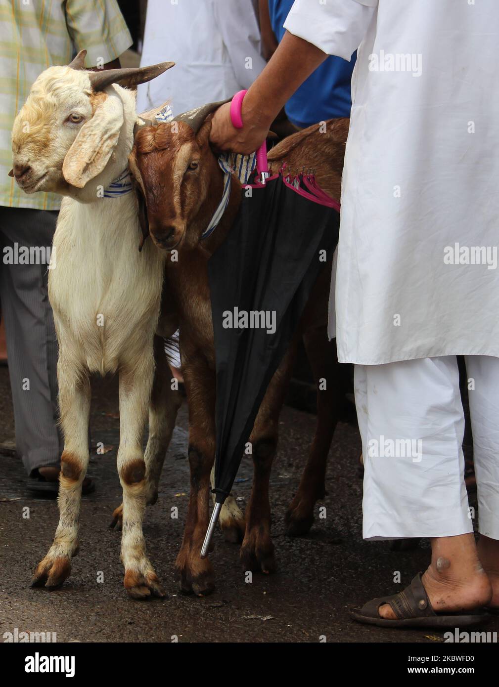 Vor dem Eid al-Adha-Fest in Mumbai, Indien, am 30. Juli 2020 kaufen die Menschen Ziegen vom lokalen Viehmarkt. Eid Al-Adha oder das Fest des Opfers wird jedes Jahr von Muslimen gefeiert, indem Ziegen oder Kühe geschlachtet werden, deren Fleisch später an die Armen verteilt wird. (Foto von Himanshu Bhatt/NurPhoto) Stockfoto