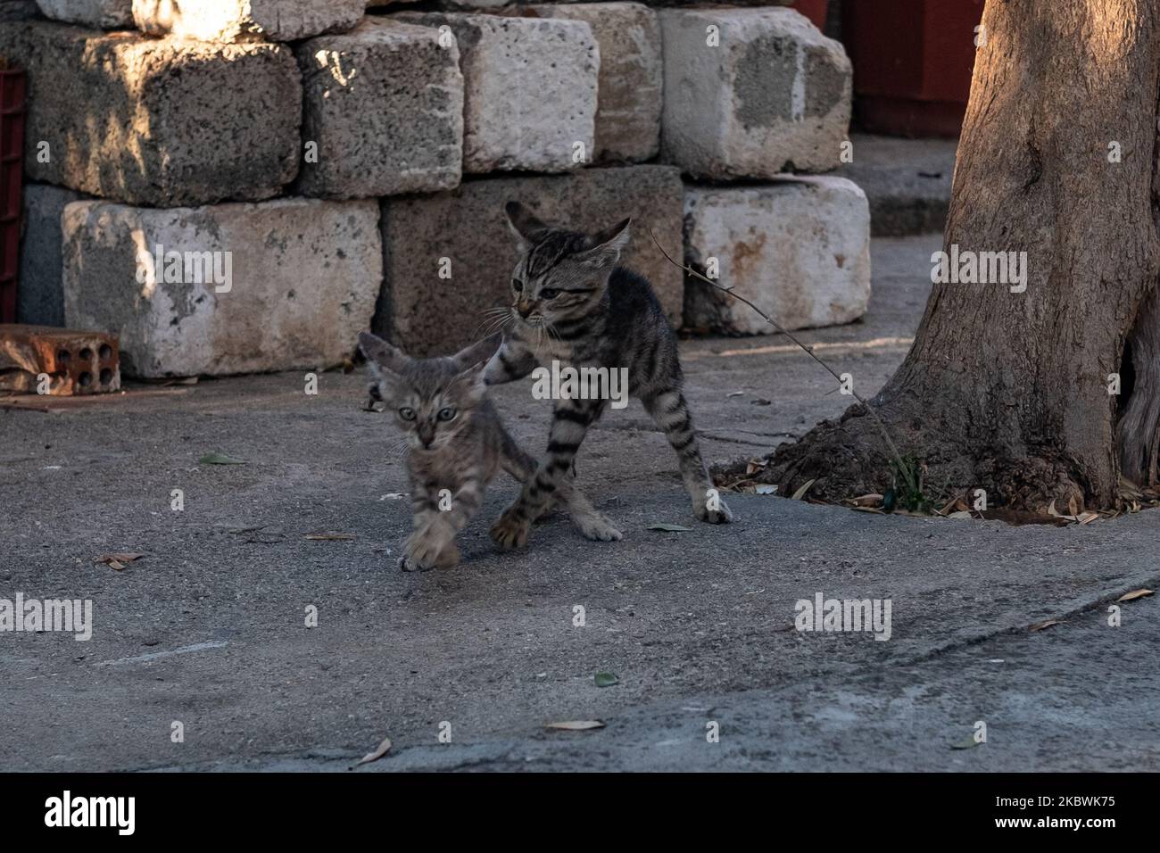 Junge Katzen, die am 19. Juli 2020 in Nea Artaki, Griechenland, herumtollten. (Foto von Wassilios Aswestopoulos/NurPhoto) Stockfoto