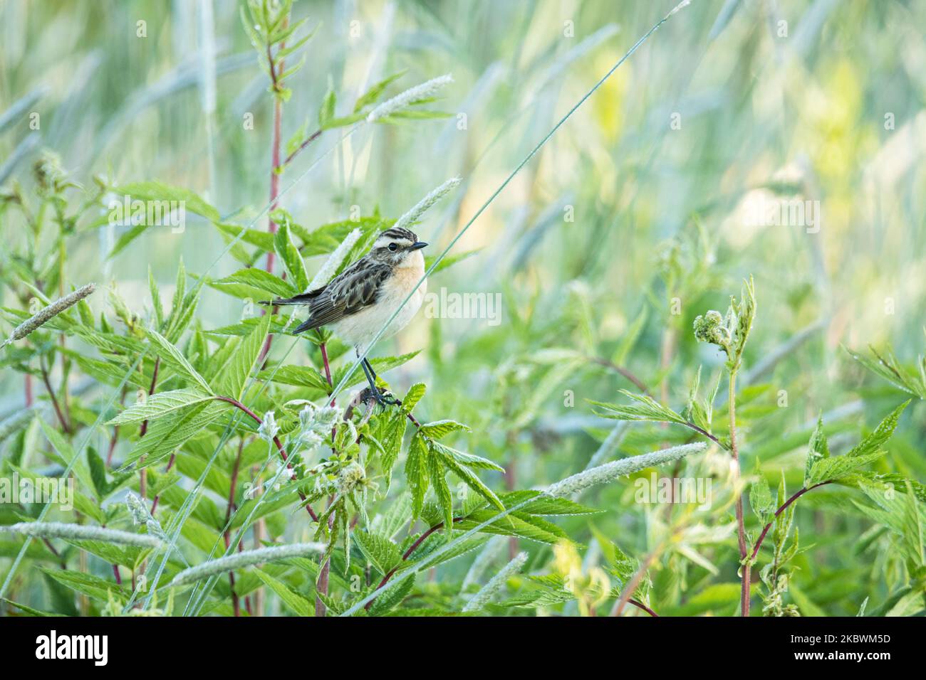 European songbird Whinchat, Saxicola rubetra hoch oben auf der Vegetation an einem Sommermorgen in Estland Stockfoto