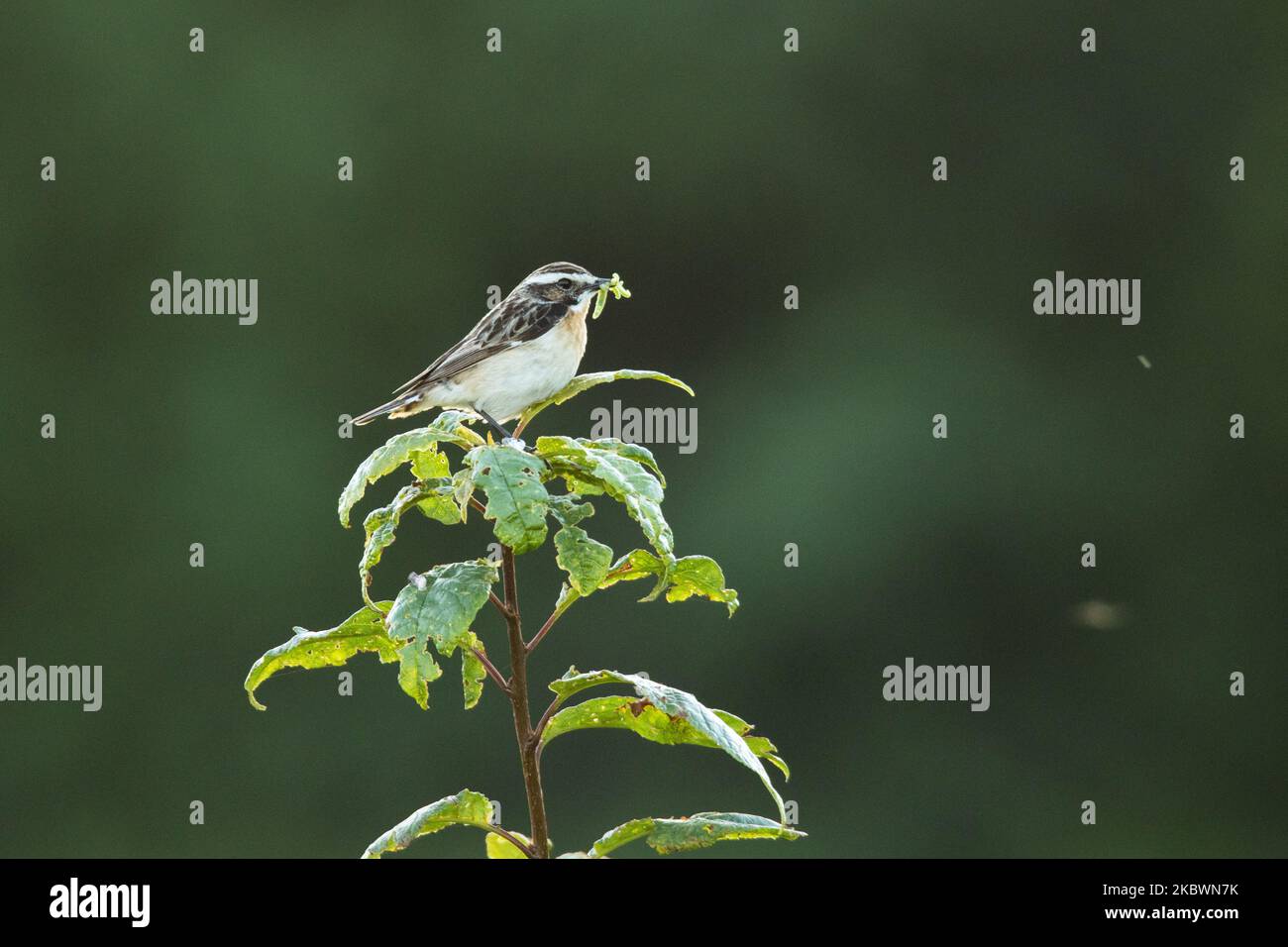 European songbird Whinchat, Saxicola rubetra, hoch oben auf der Vegetation, mit Nahrung zwischen Schnabel. Gedreht an einem Sommermorgen in Estland, Nordeuropa. Stockfoto