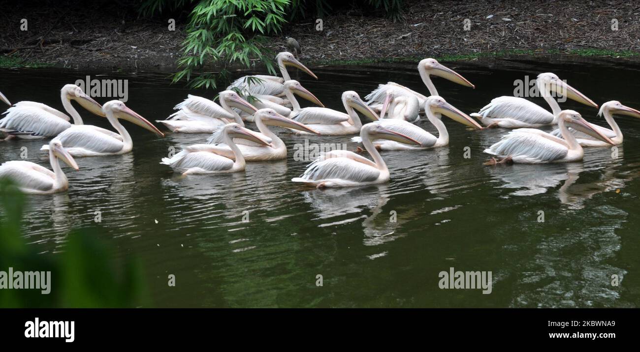Am 4,2020. August schwimmt eine Schar von Rosy Pelican auf einem Teich