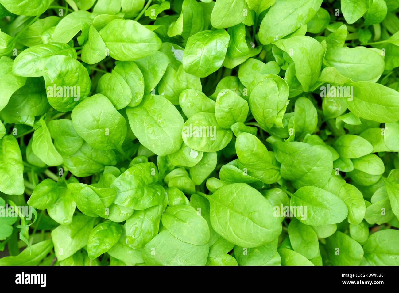 Grüne Spinat-Textur wächst im Garten auf einer Gemüsefarm. Gesunde Ernährung Stockfoto