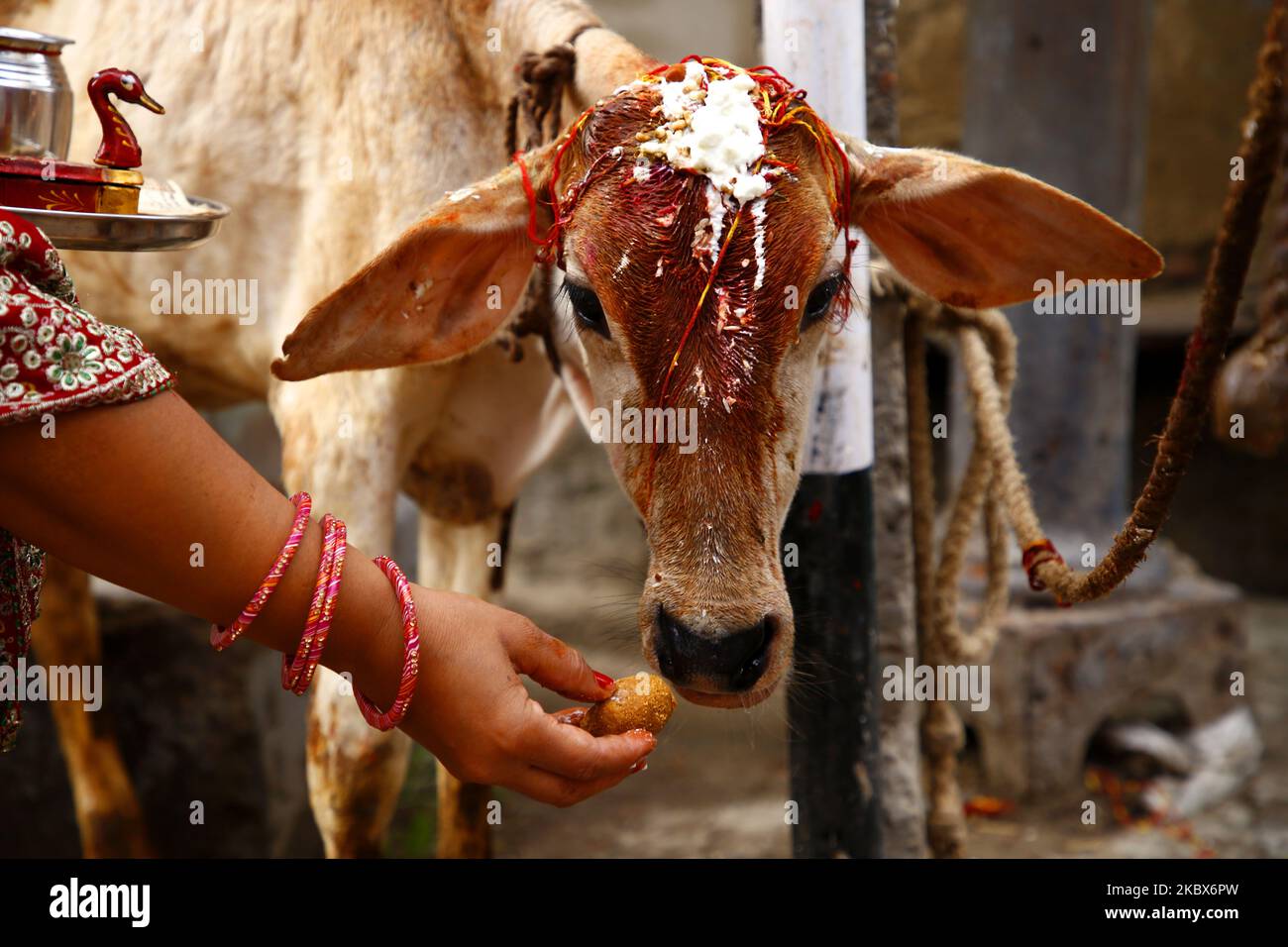 Indische Frauen beten eine Kuh an, ein Tier, das von hinduistischen Glaubensrichtungen heilig gehalten wird, um während des "Bach Baras"-Festivals in Ajmer, Indien, den Segen für ihr Kind und ihre Familie zu suchen 16. August 2020. (Foto von Himanshu Sharma/NurPhoto Stockfoto