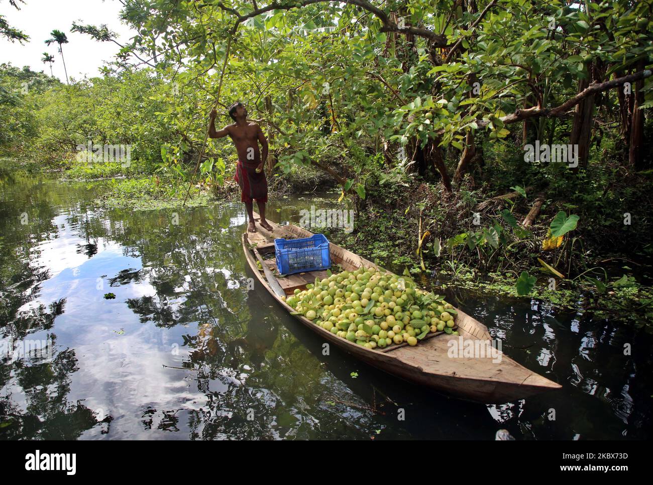 Ein Arbeiter pflückt am 16. August 2020 in einem Obstgarten in Barisal, Bangladesch, reife Guava. Tausende von Bauern verdienen ihren Lebensunterhalt beim Anbau und Verkauf dieser Guavas. Guava, eine beerartige Frucht, wird oft als 'Apfel der Tropen' bezeichnet. Obwohl es seinen Ursprung im tropischen Amerika (in dem Land zwischen Mexiko und Peru), heute ist es eine der wichtigsten Obstkulturen von Bangladesch, wo itâ €™s im ganzen Land gewachsen. Die südliche Region von Bangladesch, insbesondere die Bezirke Barisal, Pirojpur und Jhalbokathi, sind die wichtigsten Guava-produzierenden Gebiete. Niemand ist sich sicher, wann genau dieser schwimmende Markt sein wird Stockfoto