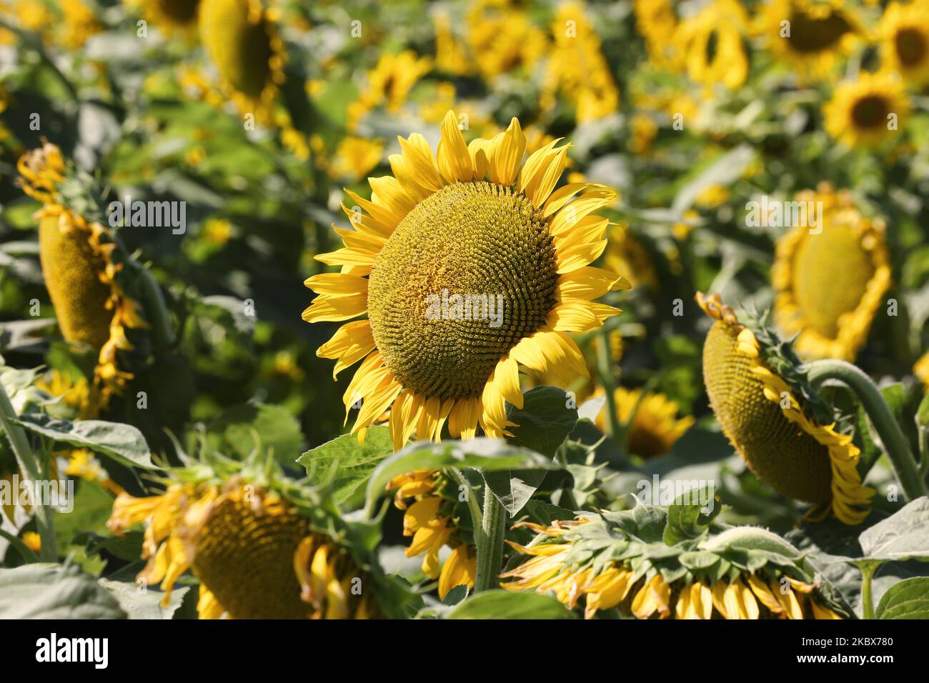 Sonnenblumen (Helianthus annuus), die am 15. August 2020 auf einem Bauernfeld in Stouffville, Ontario, Kanada, wachsen. (Foto von Creative Touch Imaging Ltd./NurPhoto) Stockfoto