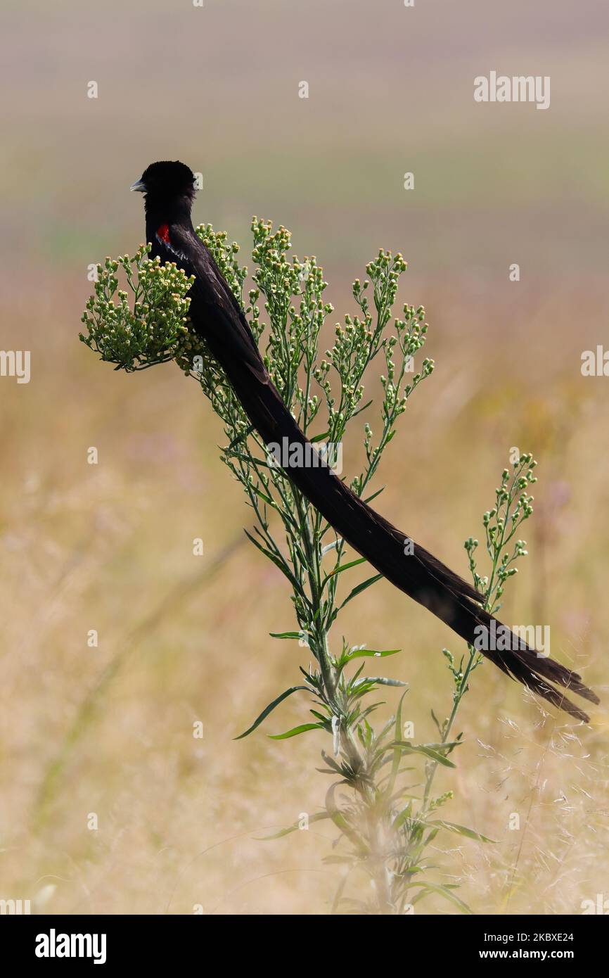 Langschwanz-Witwe-Männchen in Grassland (Euplectes progne) Stockfoto
