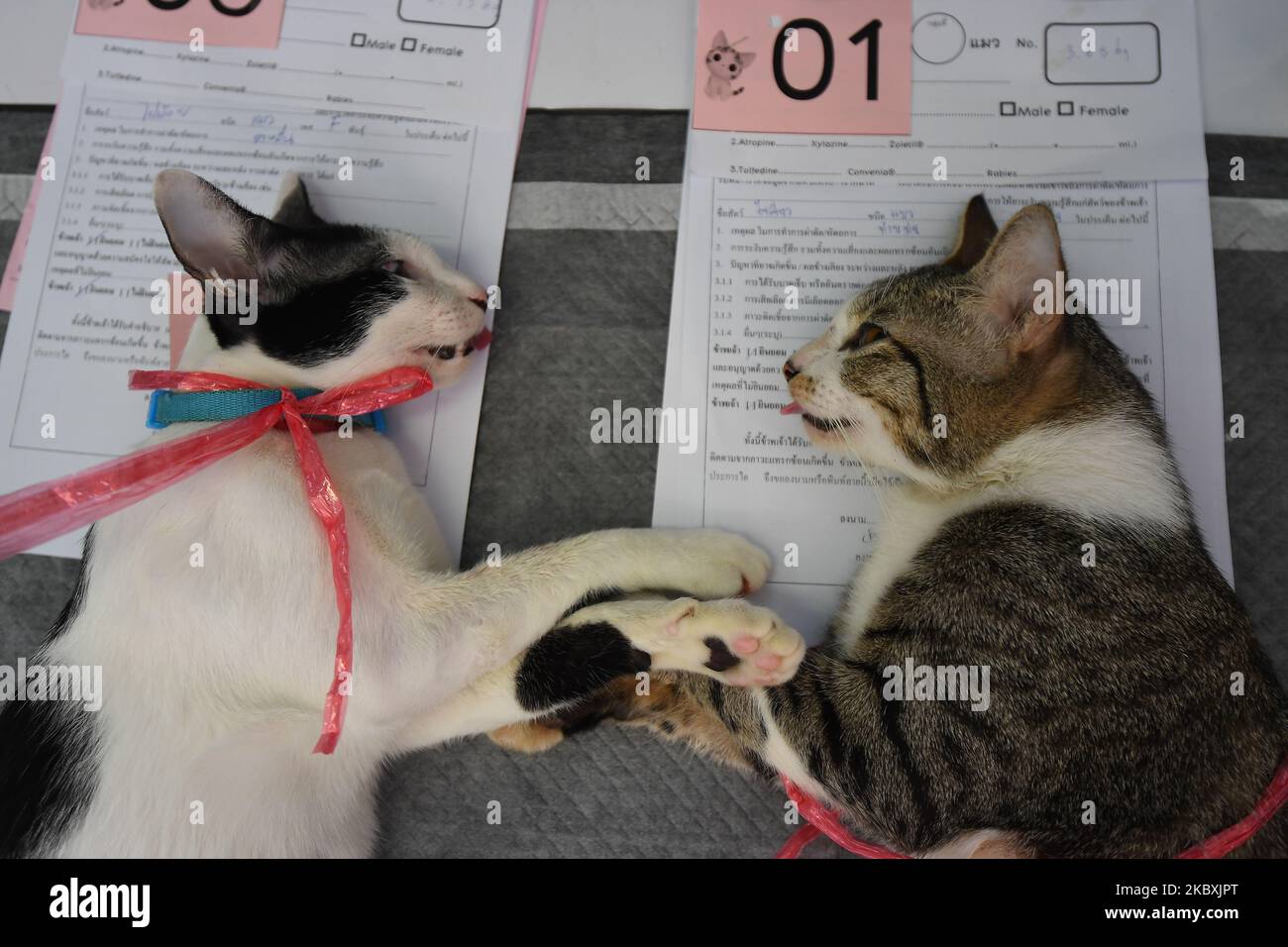 Katzen, die am 26. August 2020 beim Veterinary Council of Thailand (VCT) in Bangkok, Thailand, geimpft und kastriert wurden. Da der Veterinärrat Thailands am Internationalen Tag der Hunde (26.. August) eine kostenlose Kastration von Hunden und Katzen ermöglicht (Foto: Vachira Vachira/NurPhoto) Stockfoto