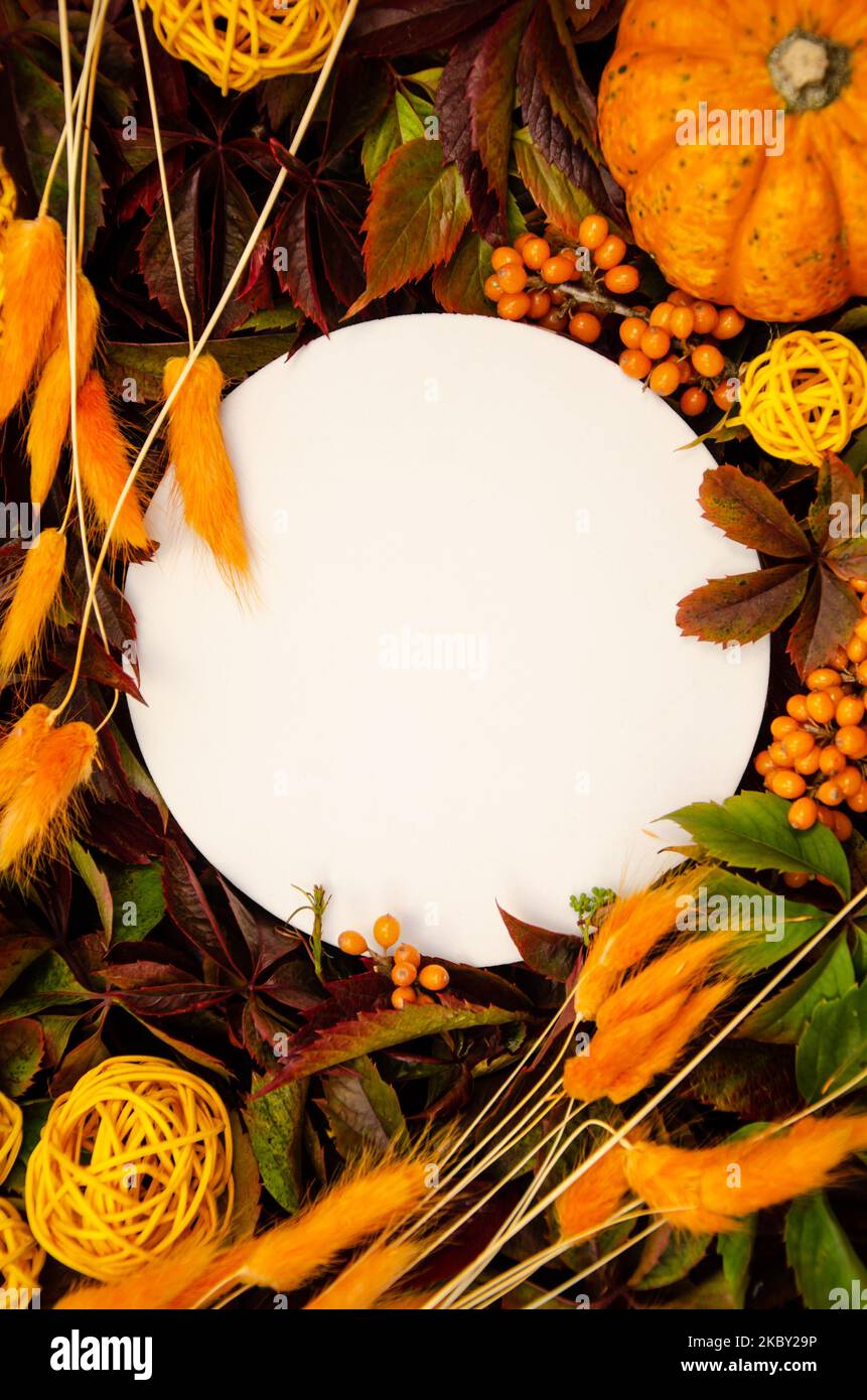 Weißer, runder, flacher Nahaufnahme-Copyspace auf einem hellen Hintergrund aus gelben und orangen Blättern, orangefarbenen getrockneten Blüten und Kürbissen Stockfoto
