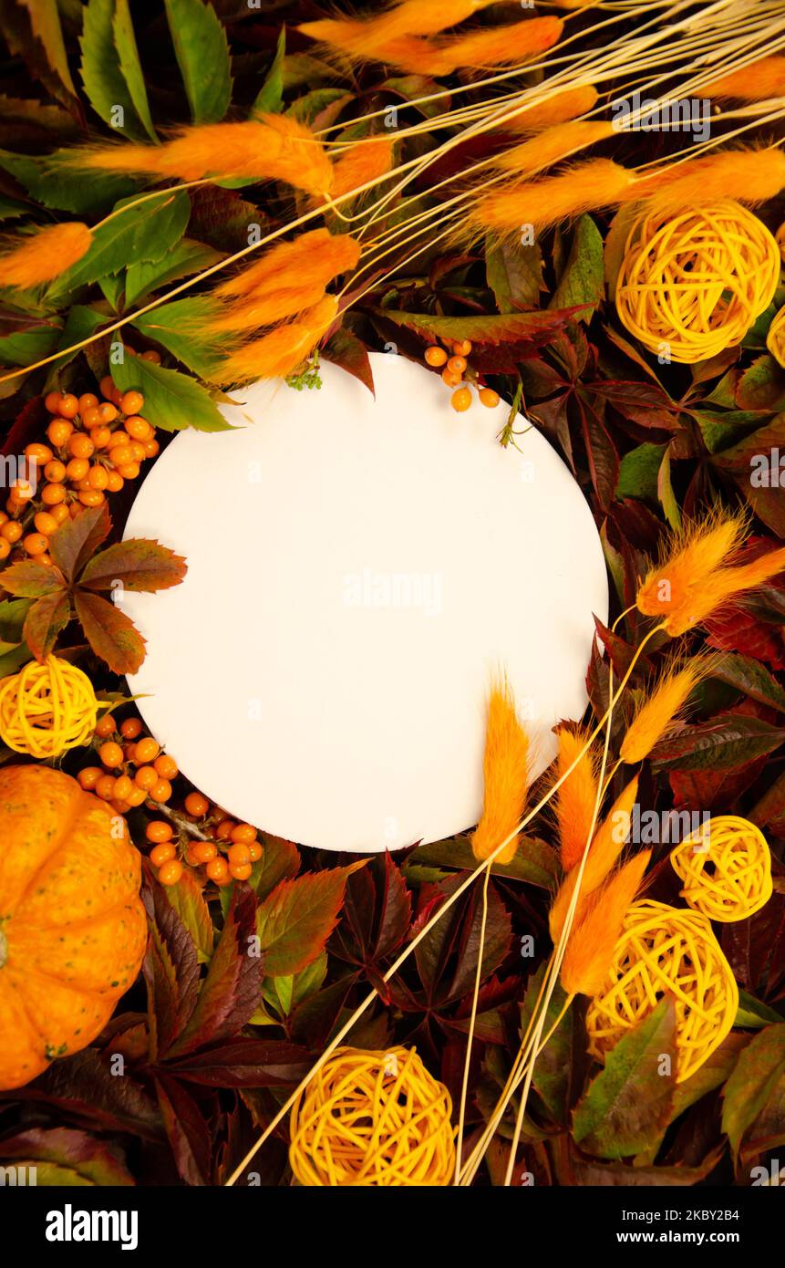Weißer, runder, flacher Nahaufnahme-Copyspace auf einem hellen Hintergrund aus gelben und orangen Blättern, orangefarbenen getrockneten Blüten und Kürbissen Stockfoto