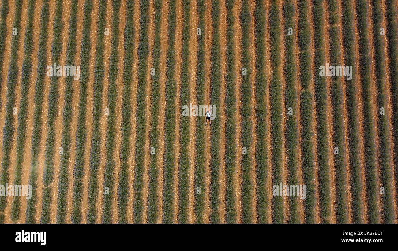 Eine Luftaufnahme einer Person, die in der Mitte des Lavendelfeldes in der Region La Alcarria in Spanien liegt Stockfoto