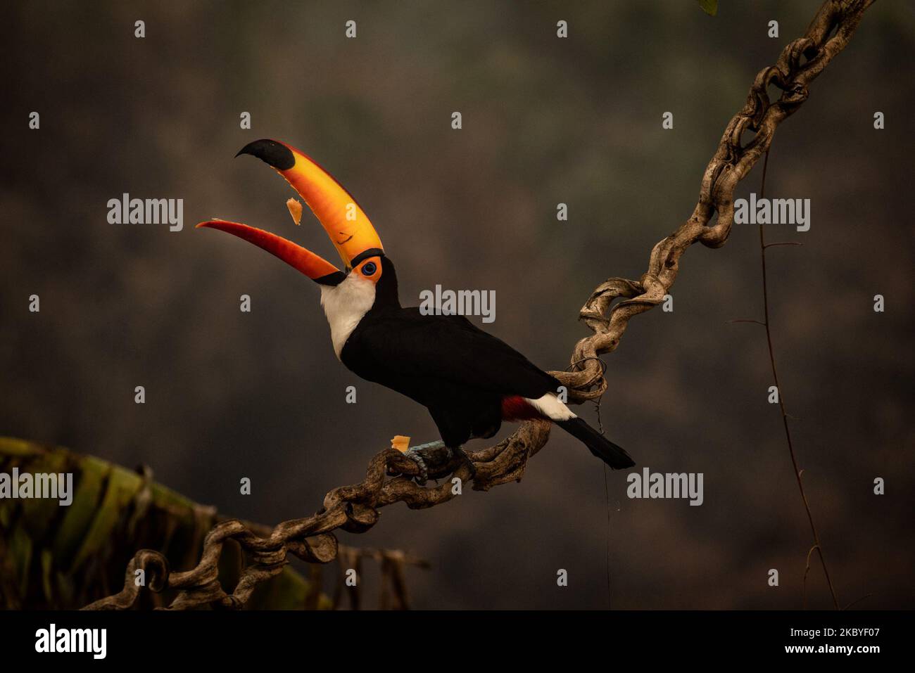 Die Auswirkungen auf die Tiere in Pocone, Mato Grosso, Brasilien, am 24. August 2020. Toucan ernährt sich von Früchten, die in einem Gasthaus bei km 110 der Transpantaneira-Autobahn angeboten werden, dessen Feuer alles in der Umgebung verzehrte, zusammen mit den Bränden, die bereits mehr als 16,500 Quadratkilometer des brasilianischen Pantanal, des brasilianischen Pantanal, verbrannt haben - einer der größten tropischen Auen der Welt - Leidet seit Ende Juli unter den schlimmsten Waldbränden in der registrierten Geschichte. Mehr als 12% oder 16,500 Quadratkilometer (fast die Größe von Kuweit) sind bereits verbrannt, und die Situation könnte sich erst im Oktober, wenn ich, verbessern Stockfoto