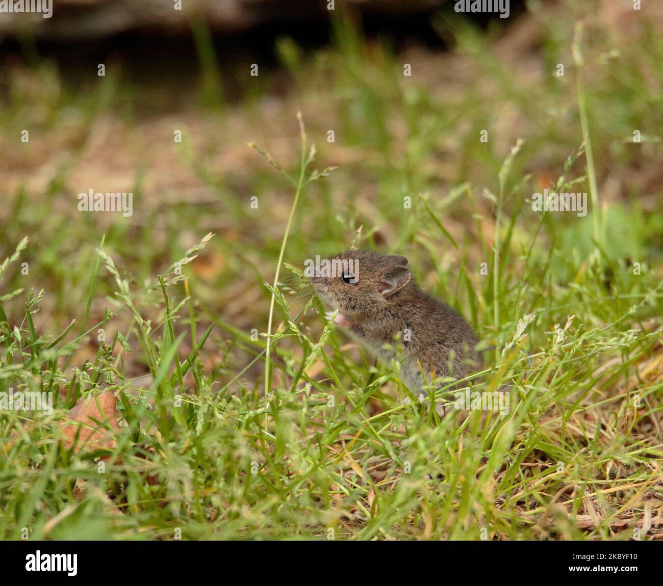 Waldmaus Stockfoto