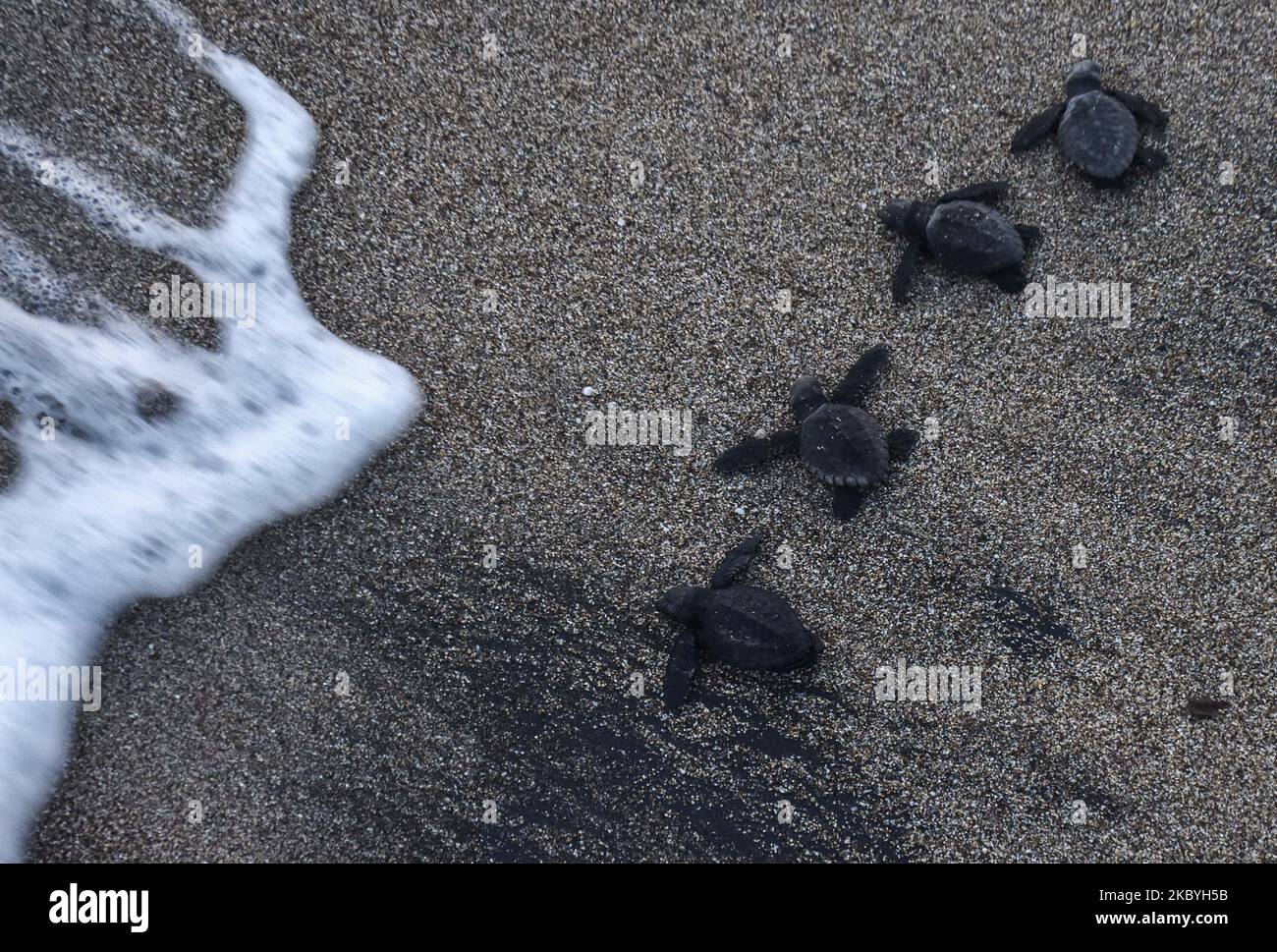Mehrere Babys von grünen Schildkröten (Chelonia mydas) im Alter von 3 Wochen liefen nach ihrer Freilassung auf hohe See und entkamen dem 3-monatigen Quarantäneprozess im Schutzgebiet der grünen Schildkröten am Bajul Mati Beach, Malang, Ost-Java, Indonesien, 10. September, 2020. Die grüne Schildkrötenart ist eine der sieben Arten von Meeresschildkröten, die in Indonesien noch auf der Welt sind, darunter die Lederschildkröte (Dermochelys coriacea), die Karettschildkröte (Caretta caretta), die Flatback Turtle (Natator depressa), die Hawksbill Turtle (Eretmochelys imbricate) und die Schildkröte Lekang (Lepidochelys olivacea). Die größte Bedrohung des Lebens der Schildkröte Stockfoto