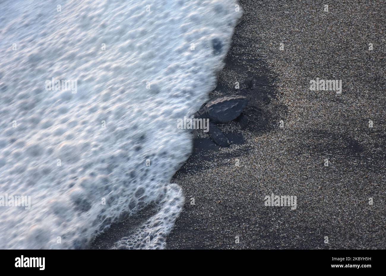 Mehrere Babys von grünen Schildkröten (Chelonia mydas) im Alter von 3 Wochen liefen nach ihrer Freilassung auf hohe See und entkamen dem 3-monatigen Quarantäneprozess im Schutzgebiet der grünen Schildkröten am Bajul Mati Beach, Malang, Ost-Java, Indonesien, 10. September, 2020. Die grüne Schildkrötenart ist eine der sieben Arten von Meeresschildkröten, die in Indonesien noch auf der Welt sind, darunter die Lederschildkröte (Dermochelys coriacea), die Karettschildkröte (Caretta caretta), die Flatback Turtle (Natator depressa), die Hawksbill Turtle (Eretmochelys imbricate) und die Schildkröte Lekang (Lepidochelys olivacea). Die größte Bedrohung des Lebens der Schildkröte Stockfoto