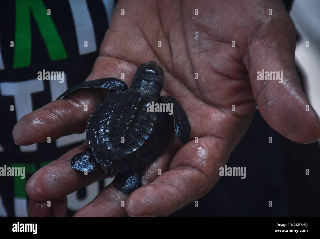 Die 3 Wochen alten Jungtiere der grünen Schildkröte (Chelonia mydas) werden von Beamten untersucht, bevor sie freigelassen werden und dem 3-monatigen Quarantäneprozess im Schutzgebiet der grünen Schildkröte am Bajul Mati Beach, Malang, Ost-Java, Indonesien, entkommen. 10. September 2020. Die Grüne Schildkröte ist eine der sieben Arten von Meeresschildkröten, die in Indonesien noch auf der Welt leben, darunter Lederschildkröte (Dermochelys coriacea), Karettschildkröte (Caretta caretta), Flatback Turtle (Natator depressa), Hawksbill Turtle (Eretmochelys imbricate) und die Schildkröte Lekang (Lepidochelys vacoliea). Die größte Bedrohung durch Turtl Stockfoto