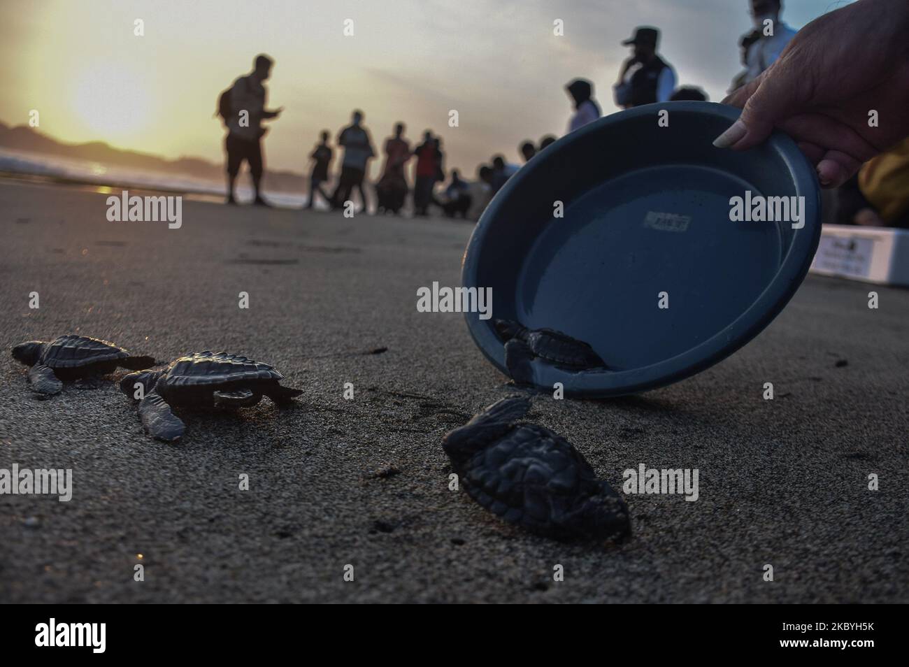 Mehrere Babys von grünen Schildkröten (Chelonia mydas) im Alter von 3 Wochen liefen nach ihrer Freilassung auf hohe See und entkamen dem 3-monatigen Quarantäneprozess im Schutzgebiet der grünen Schildkröten am Bajul Mati Beach, Malang, Ost-Java, Indonesien, 10. September, 2020. Die grüne Schildkrötenart ist eine der sieben Arten von Meeresschildkröten, die in Indonesien noch auf der Welt sind, darunter die Lederschildkröte (Dermochelys coriacea), die Karettschildkröte (Caretta caretta), die Flatback Turtle (Natator depressa), die Hawksbill Turtle (Eretmochelys imbricate) und die Schildkröte Lekang (Lepidochelys olivacea). Die größte Bedrohung des Lebens der Schildkröte Stockfoto