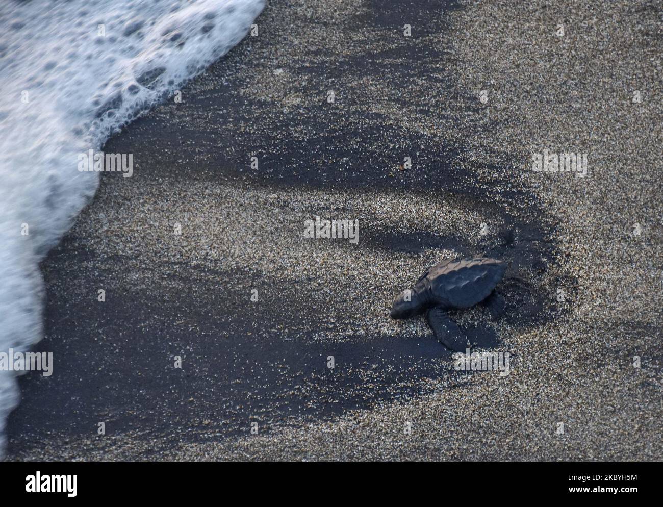Mehrere Babys von grünen Schildkröten (Chelonia mydas) im Alter von 3 Wochen liefen nach ihrer Freilassung auf hohe See und entkamen dem 3-monatigen Quarantäneprozess im Schutzgebiet der grünen Schildkröten am Bajul Mati Beach, Malang, Ost-Java, Indonesien, 10. September, 2020. Die grüne Schildkrötenart ist eine der sieben Arten von Meeresschildkröten, die in Indonesien noch auf der Welt sind, darunter die Lederschildkröte (Dermochelys coriacea), die Karettschildkröte (Caretta caretta), die Flatback Turtle (Natator depressa), die Hawksbill Turtle (Eretmochelys imbricate) und die Schildkröte Lekang (Lepidochelys olivacea). Die größte Bedrohung des Lebens der Schildkröte Stockfoto