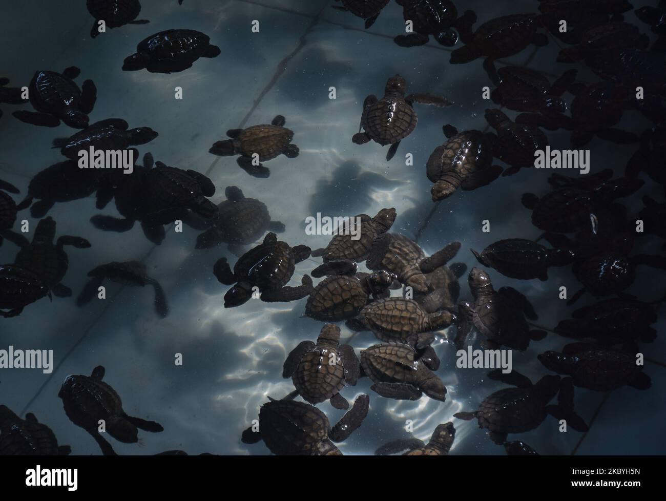 Tausende von babygrünen Schildkröten in einem 3-wöchigen Quarantäneteich im Schutzgebiet der Grünen Schildkröten am Bajul Mati Beach, Malang, Ost-Java, Indonesien, September 10, 2020 die Grüne Schildkröte ist eine der sieben Arten von Meeresschildkröten, die in Indonesien noch auf der Welt leben, darunter die Lederschildkröte (Dermochelys coriacea), die Karettschildkröte (Caretta caretta), die Flatback Schildkröte (Natator depressa), die Hawksbill Schildkröte (Eretmochelys imbricate) und die Schildkröte Lekang (Lepidochelys olivacea). Die größte Bedrohung für in freier Wildbahn lebende Schildkröten ist die Wilderei nach Muscheln und Eiern. Sowie der hohe Wert von p Stockfoto