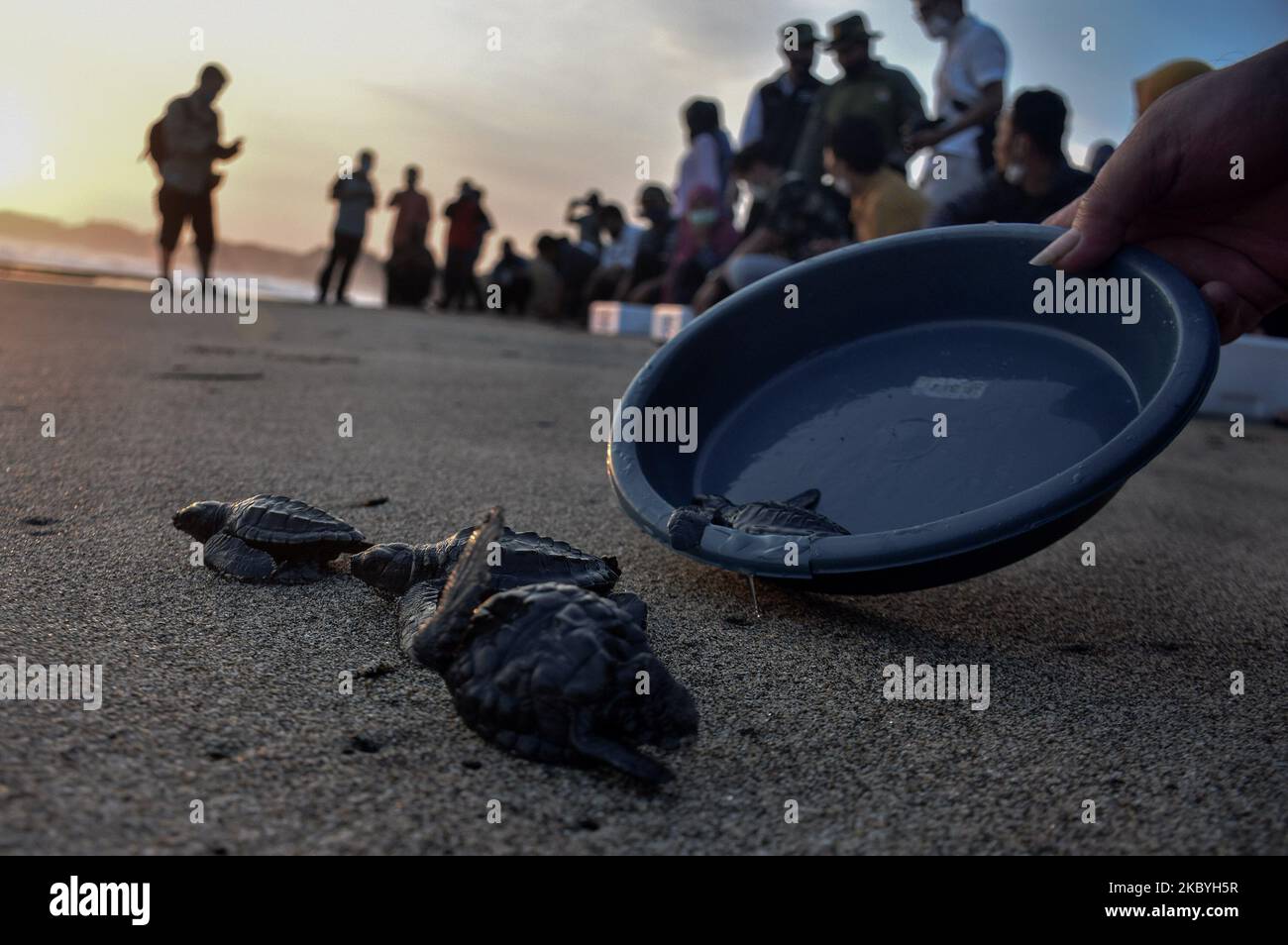 Mehrere Babys von grünen Schildkröten (Chelonia mydas) im Alter von 3 Wochen liefen nach ihrer Freilassung auf hohe See und entkamen dem 3-monatigen Quarantäneprozess im Schutzgebiet der grünen Schildkröten am Bajul Mati Beach, Malang, Ost-Java, Indonesien, 10. September, 2020. Die grüne Schildkrötenart ist eine der sieben Arten von Meeresschildkröten, die in Indonesien noch auf der Welt sind, darunter die Lederschildkröte (Dermochelys coriacea), die Karettschildkröte (Caretta caretta), die Flatback Turtle (Natator depressa), die Hawksbill Turtle (Eretmochelys imbricate) und die Schildkröte Lekang (Lepidochelys olivacea). Die größte Bedrohung des Lebens der Schildkröte Stockfoto