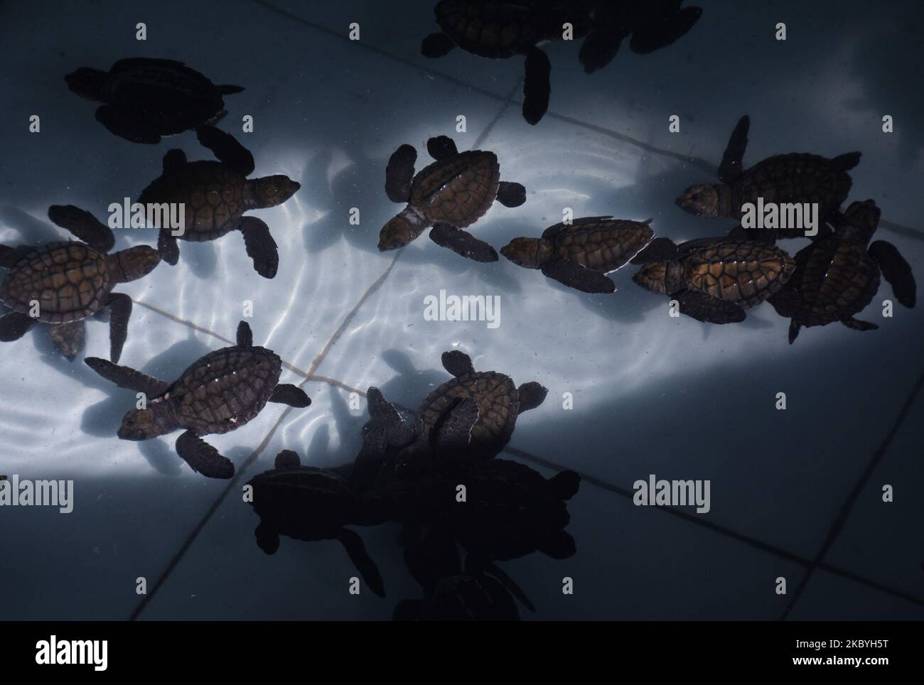 Tausende von babygrünen Schildkröten in einem 3-wöchigen Quarantäneteich im Schutzgebiet der Grünen Schildkröten am Bajul Mati Beach, Malang, Ost-Java, Indonesien, September 10, 2020.die grüne Schildkröte ist eine der sieben Arten von Meeresschildkröten, die in Indonesien noch auf der Welt sind, darunter die Lederschildkröte (Dermochelys coriacea), die Karettschildkröte (Caretta caretta), die Flatback Schildkröte (Natator depressa), die Hawksbill Schildkröte (Eretmochelys imbricate) und die Schildkröte Lekang (Lepidochelys olivacea). Die größte Bedrohung für in freier Wildbahn lebende Schildkröten ist die Wilderei nach Muscheln und Eiern. Sowie das hohe Niveau der pl Stockfoto