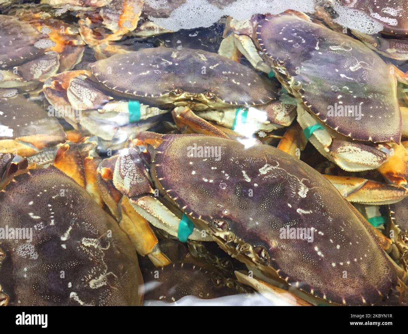 Lebende Krabben auf einem Fischmarkt in Toronto, Ontario, Kanada. (Foto von Creative Touch Imaging Ltd./NurPhoto) Stockfoto