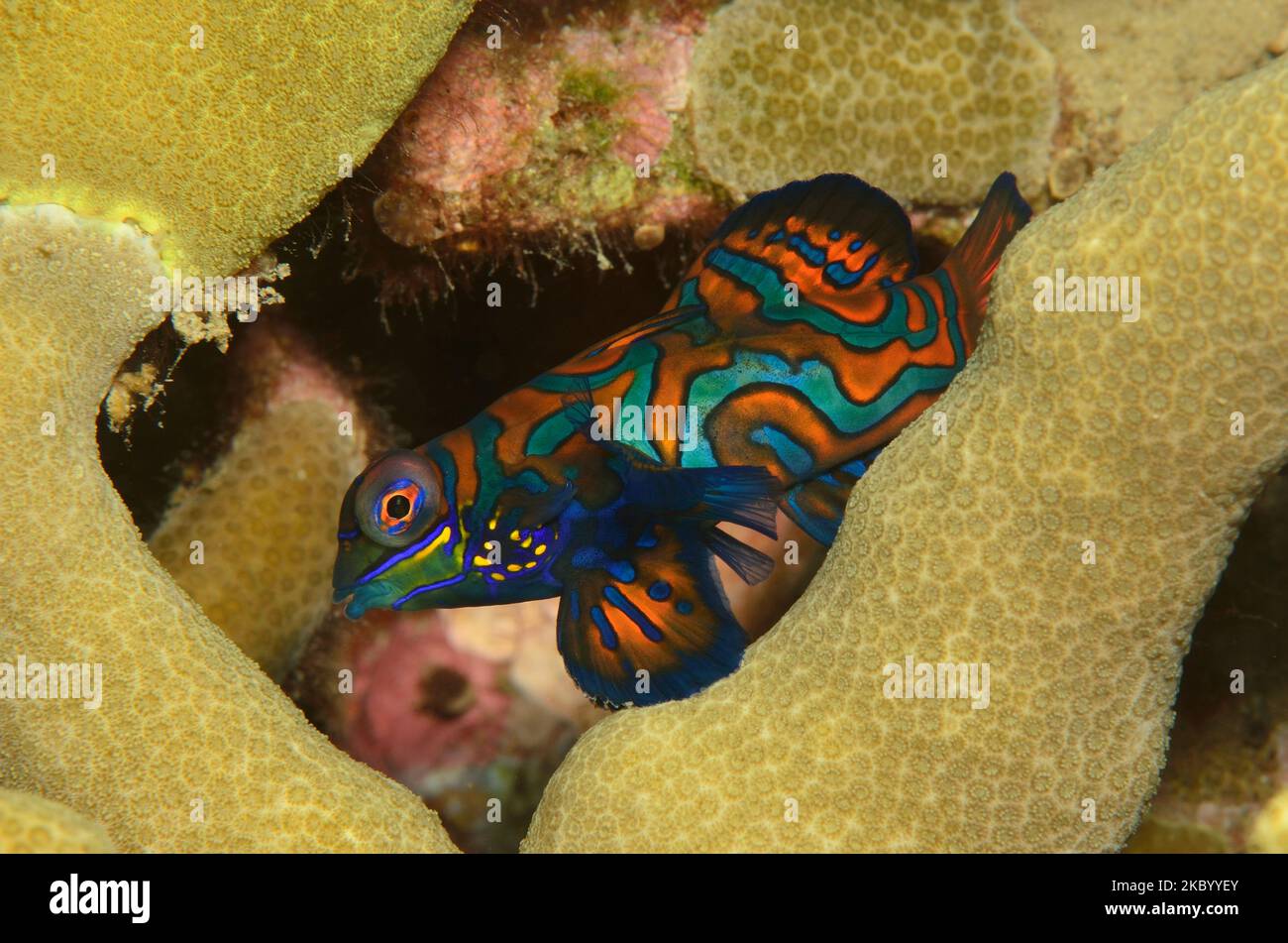 Synchiropus splendidus, Mandarinfisch, Mandarinfisch, Mandarindragonet, Laichverhalten Stockfoto