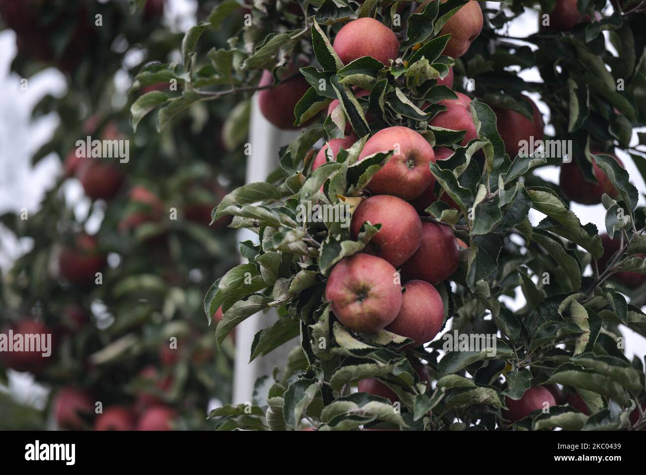 Blick auf die Bäume mit reifen Äpfeln bei Koprzywnica. Obstbauern haben mit der Ernte von Äpfeln und Birnen begonnen, und die meisten von ihnen tun dies mit ihrer eigenen Ausrüstung. Jede Apfelsorte wird zu unterschiedlichen Terminen geerntet, bis Ende Oktober. Polen ist eines der wenigen Länder, nicht nur in Europa und sogar in der Welt, wo die Apfelernte eine Million Tonnen pro Jahr übersteigt. Am Donnerstag, 17. September 2020, in der Nähe von Koprzywnica, Woiwodschaft Swietokrzyskie, Polen. (Foto von Artur Widak/NurPhoto) Stockfoto