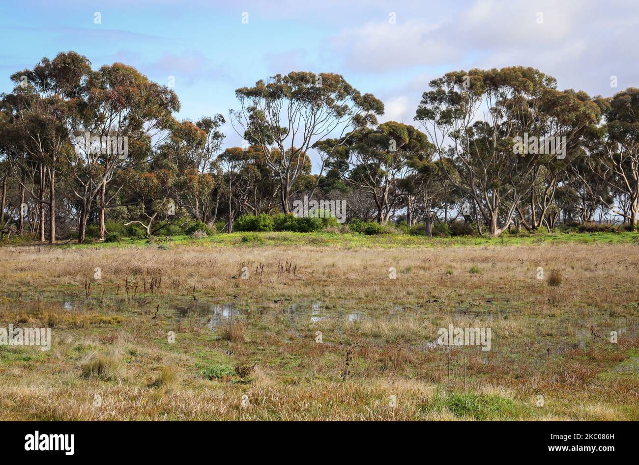 Ein Dooto (Eucalyptus wandoo) Baumwald vor einem kleinen Teich mit einem blau bewölkten Himmel im Hintergrund Stockfoto