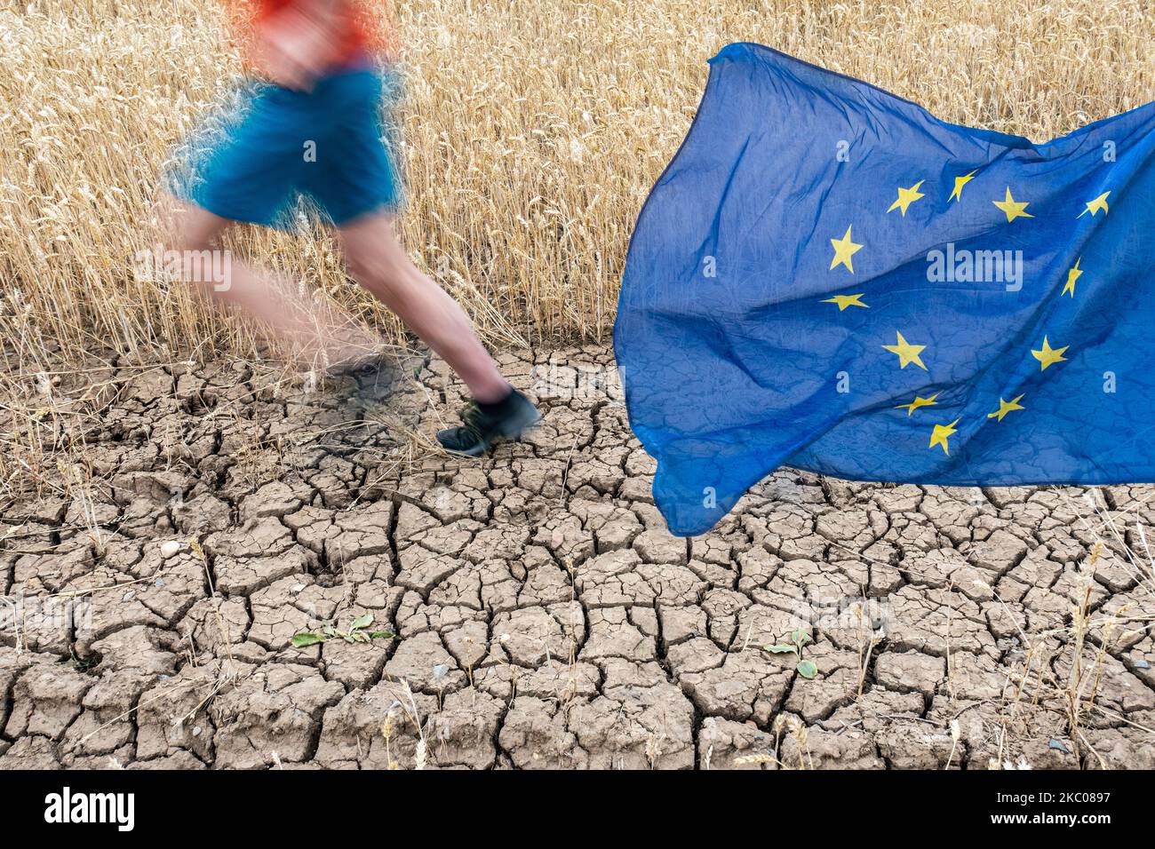 Mann, der auf zerrissener Erde neben dem Weizenfeld mit EU-Flagge läuft. Globale Erwärmung, Klimawandel, Krise, Dürre... Konzept, Europa Stockfoto