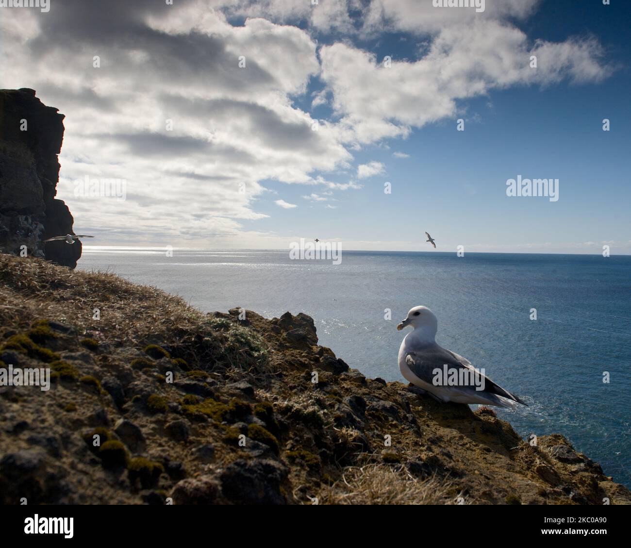 Ein nördlicher Eissturmfulmar (Fulmarus glacialis), der auf einer Klippe mit einem wunderschönen Meer in der Ferne sitzt Stockfoto