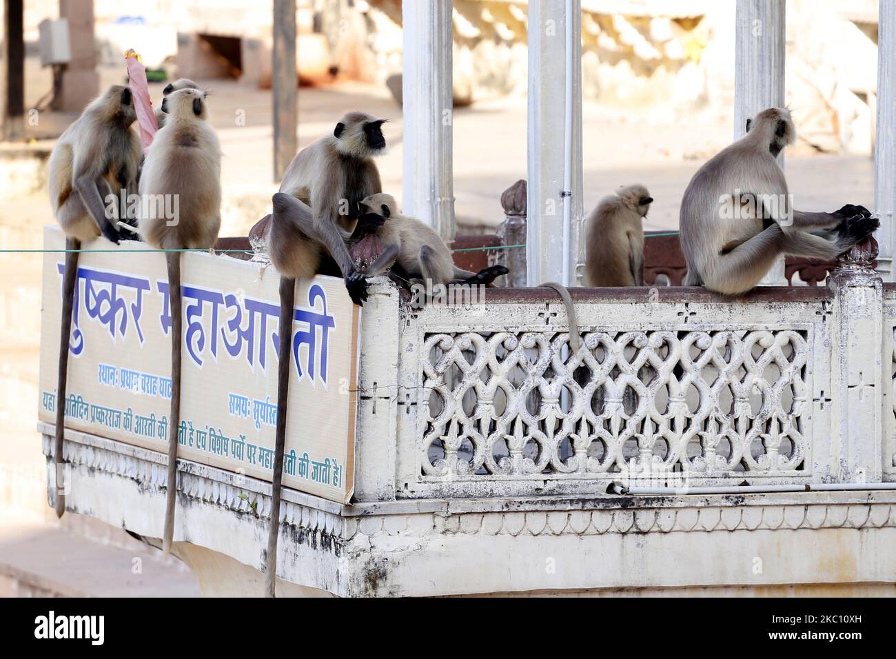 A Langur Monkeys in Pushkar, Rajasthan, Indien am 1. Oktober 2020. (Foto von Himanshu Sharma/NurPhoto) Stockfoto