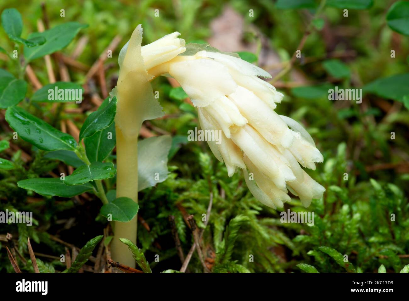 Parasitäre Pflanze ohne Chlorophyll Pinesap (Falsche Buchentropfen, Hypopitys monotropa) in einem Kiefernwald in Weißrussland, Europa Stockfoto