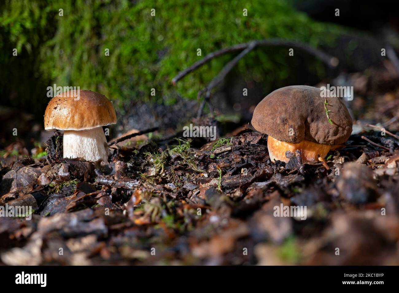 Ein Steinpilz (boletus edulis) direkt neben einem Scharlach-Bolete (Neoboletus erythropus) Stockfoto