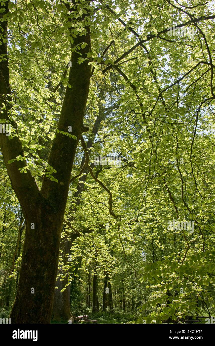 Reife gemeine Buche (Fagus sylvatica) im dichten Wald des Savernake Forest mit säuregrünen jungen Frühlingsblättern im späten Frühjahr, Wiltshire, Mai Stockfoto