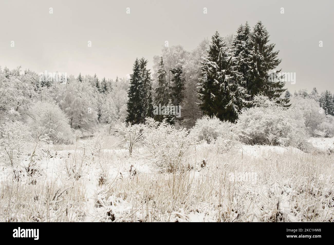 Winterlandschaft am Ufer eines kleinen Flusses, Büsche und Bäume mit Schnee bedeckt. Stockfoto