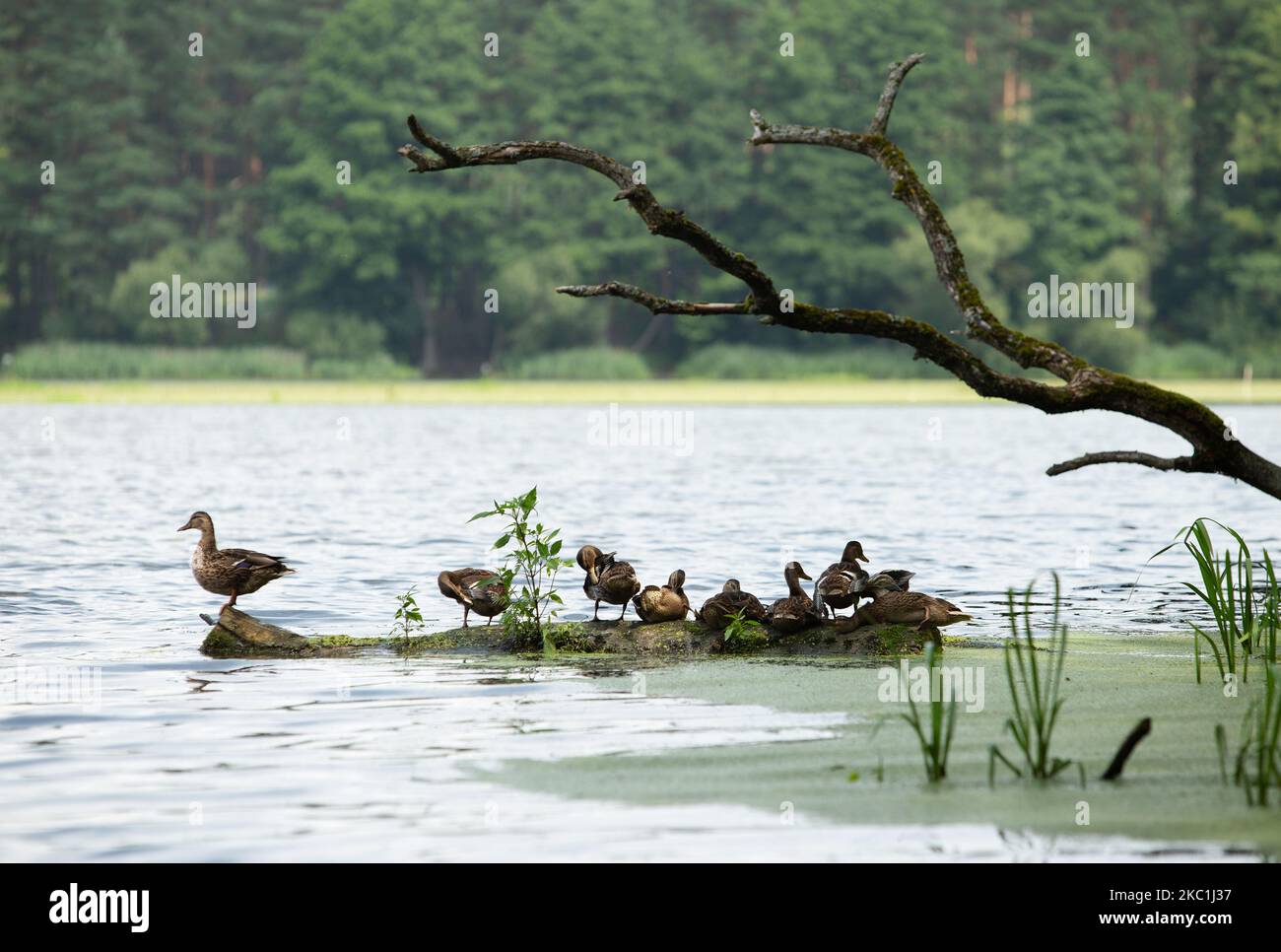 Eine Entenfamilie ruht auf einem Baumstamm, der mitten im See im Wasser liegt Stockfoto