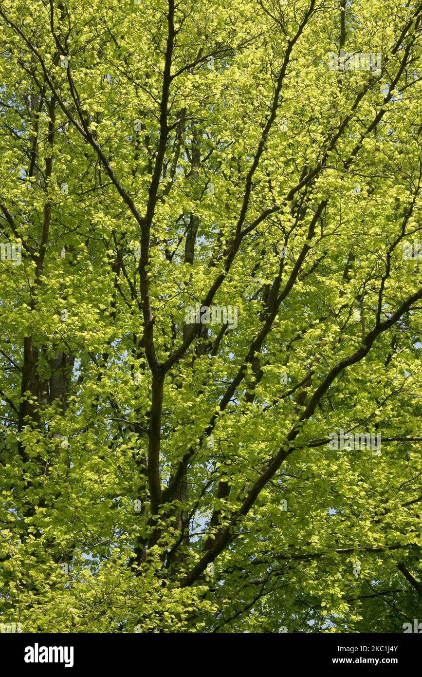 Reife gemeine Buche (Fagus sylvatica) im dichten Wald des Savernake Forest mit säuregrünen jungen Frühlingsblättern im späten Frühjahr, Wiltshire, Mai Stockfoto