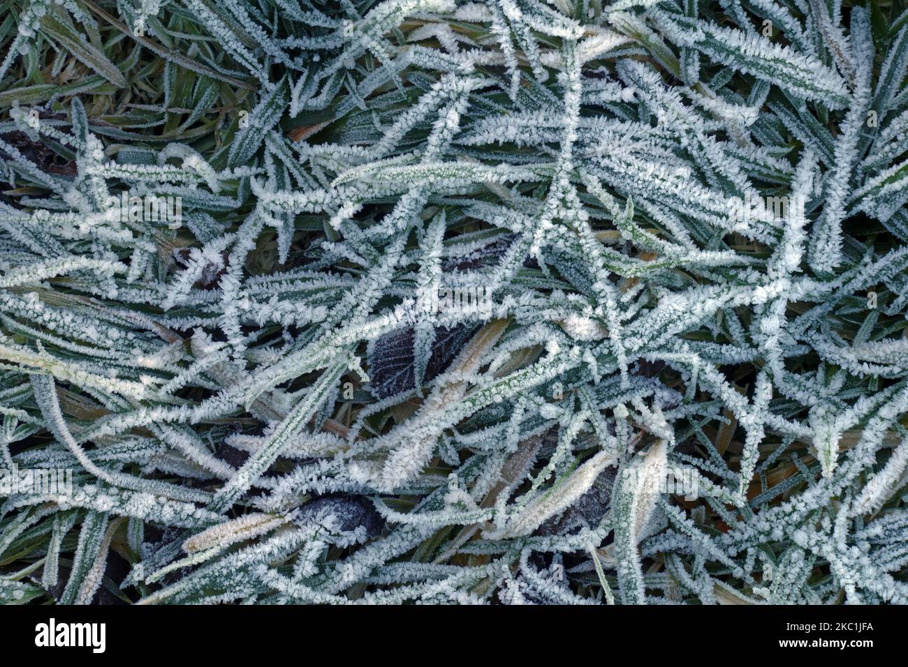 Eiskristalle aus Raureif bildeten sich auf den Grasblättern auf einer Weide am frühen Wintermorgen im Januar in der Grafschaft Bergland Stockfoto