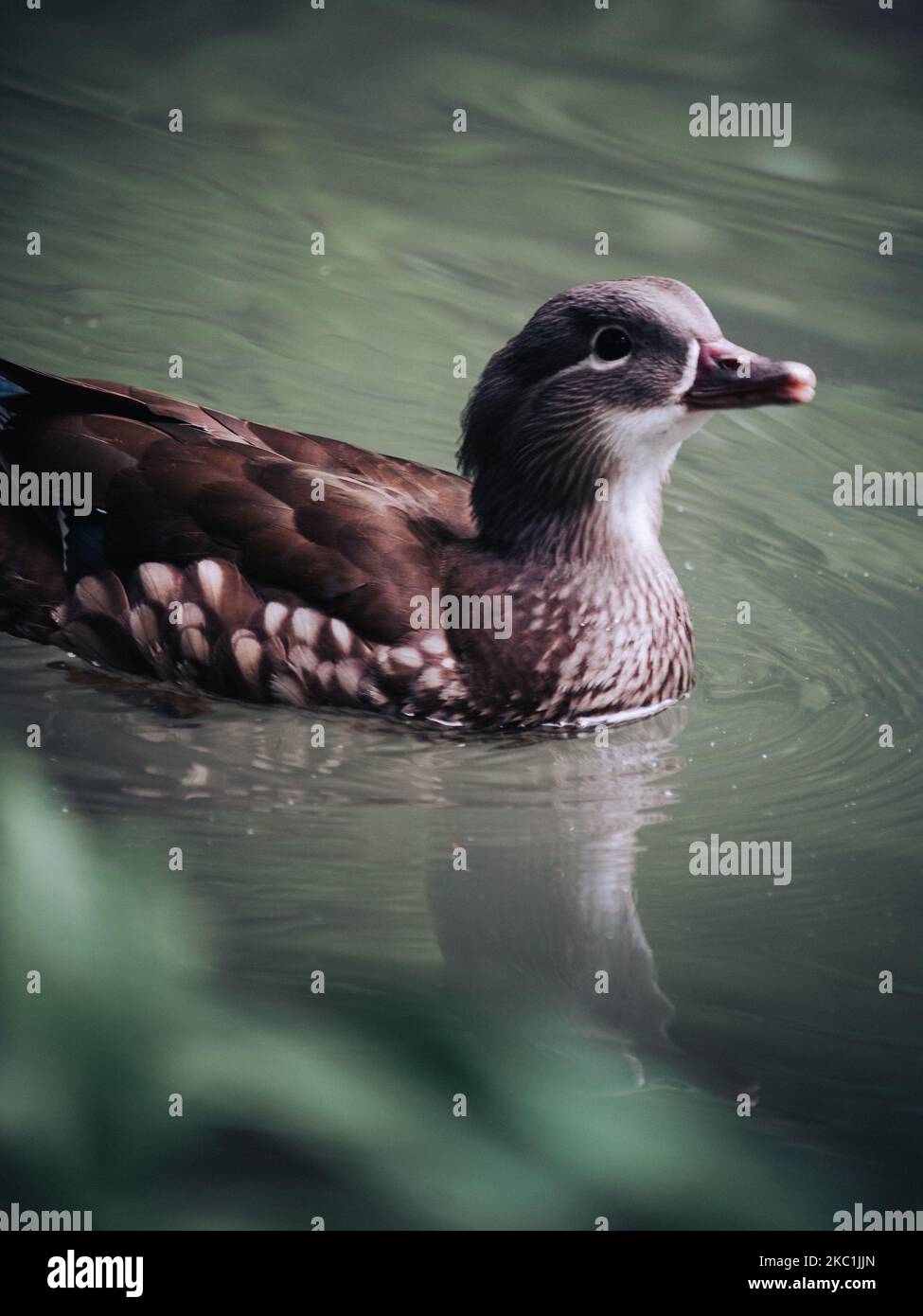 Ein flacher Fokus einer Mandarinente in einem grünen Wasser Stockfoto