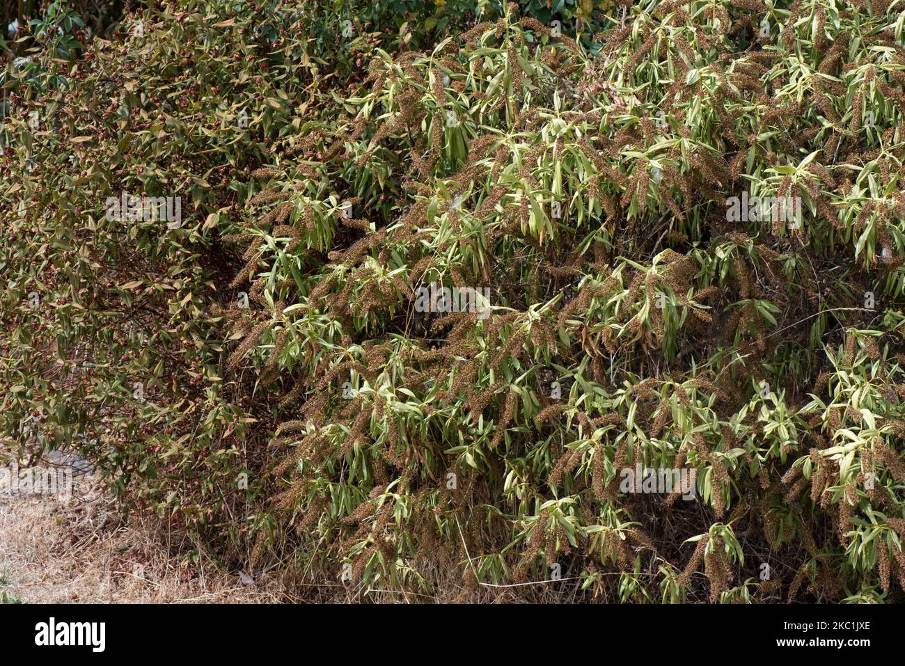 Blühende Sträucher, Hebe spp. Und Hypericum spp. Mit Blüten und Blättern, die durch heiße Trockenheit im Sommer stark beschädigt wurden, Bekshire, August 2022 Stockfoto