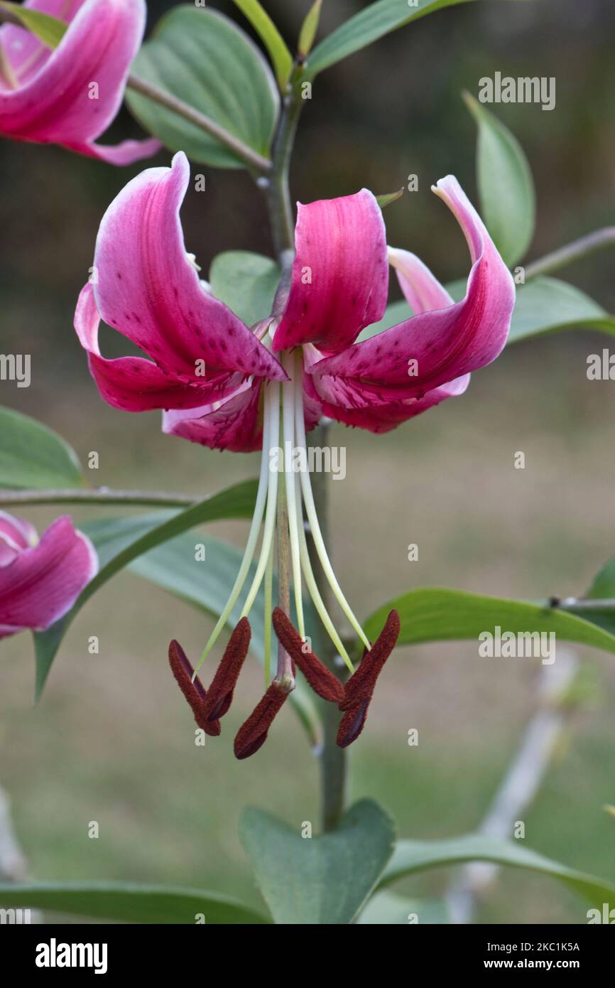 Turks-Mützenlilie, Lilium 'Black Beauty' Blume einer hybriden Lilie mit auffallenden rosa violetten Blüten, rekurvierten Blütenblättern und langen Staubgefäßen mit großen Anthern, Stockfoto