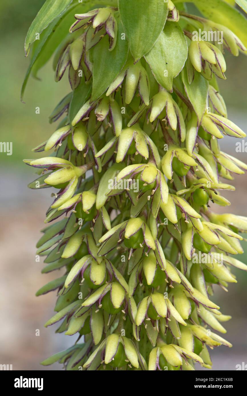 Ananaslilie (Eucomis bicolor) lila gerankt und grüne Blüten auf einer Spitze ornamentaler bulbous blühender Pflanze, August Stockfoto