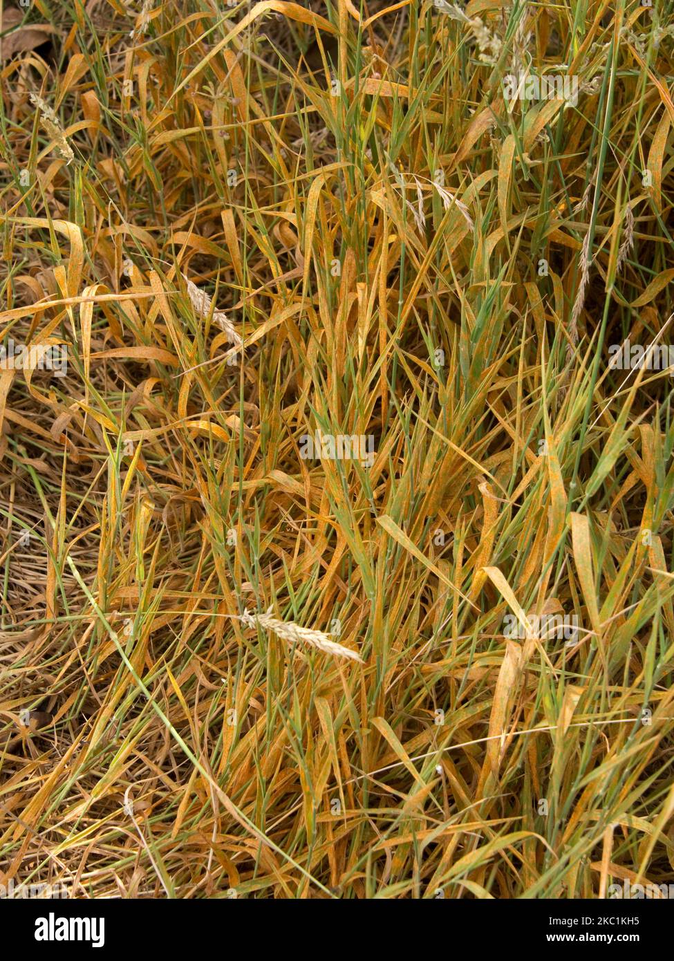 Kronenrost (Puccinia coronata) eine schwere orangene Infektion auf Yorkshire Nebel (Holcus lanatus), einem wilden Gras, im Juli Stockfoto